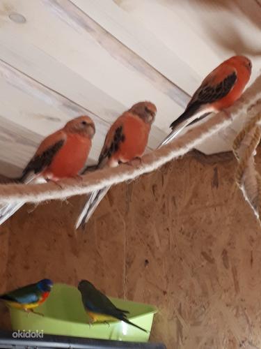 Розовогрудые попугаи с большой клеткой (фото #1)
