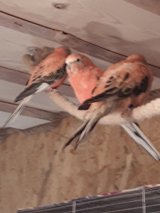 Roosarind-rohupapagoid koos suure puuriga (2 foto / 3)