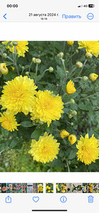 Krüsanteemid (8 foto / 8)