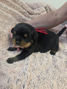 ROTTWEILERI kutsikad – sugupuuga isased. (4 foto / 7)