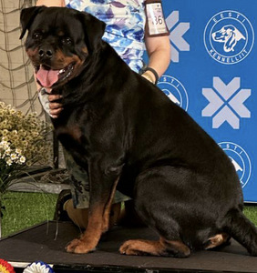 ROTTWEILERI kutsikad – sugupuuga isased. (7 foto / 7)