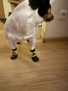 Jack Russell isane koer (3 foto / 4)