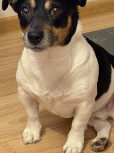 Jack Russell isane koer (4 foto / 4)