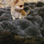 Chihuahua kutsikas: poiss (foto #3)