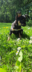 Vene toy pikakarvaline (2 foto / 2)