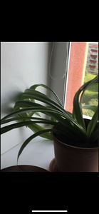 Niiluse liilia lill (9 foto / 10)