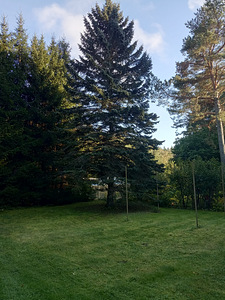 Uusaasta kuusk (4 foto / 4)