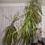 Suur draakonipuu, kõrgus potiga koos umbes 2m (foto #3)