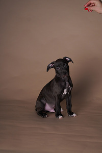 Ameerika pitbullterjer (3 foto / 10)