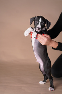 Ameerika pitbullterjer (6 foto / 10)