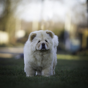 Chow chow (2 photo of 4)