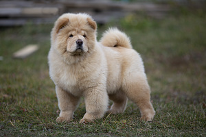 Chow chow (4 photo of 4)