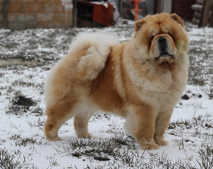 Chow chow (6 foto no 7)