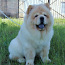Chow chow šuniuko šviesios kreminės spalvos (nuotrauka #2)