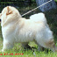 Chow chow šuniuko šviesios kreminės spalvos (nuotrauka #3)
