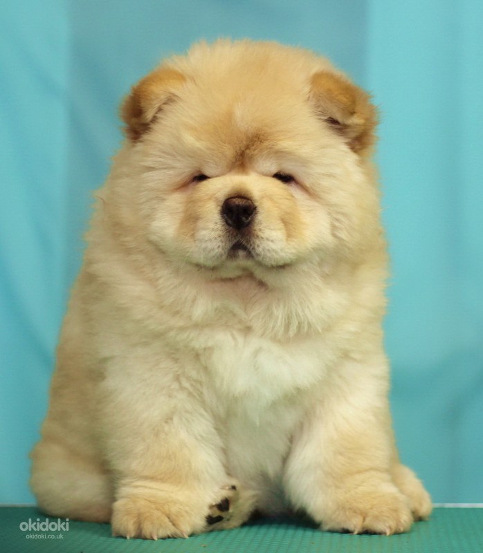 Chow chow puppy light cream color (photo #1)