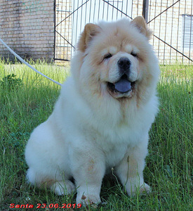 Chow chow puppy light cream color (2 photo of 3)