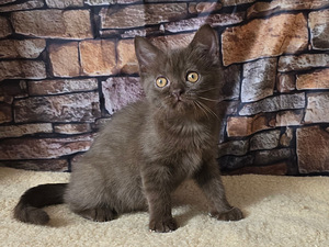 Scottish straight pennut (2 valokuva sivusta 7)