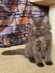 Scottish Straght tyttö (2 valokuva sivusta 6)