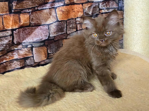 Scottish Straght tyttö (4 valokuva sivusta 6)