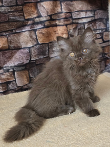 Scottish Straght tyttö (6 valokuva sivusta 6)