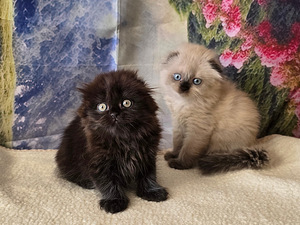 Scottish fold kissan pennut (1 valokuva sivusta 10)