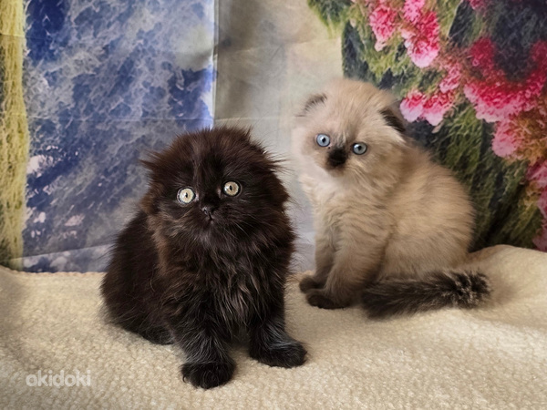 Scottish fold kissan pennut