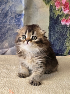 Scottish fold kissan pennut (3 valokuva sivusta 10)