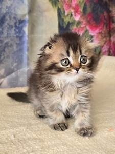 Scottish fold kissan pennut (4 valokuva sivusta 10)