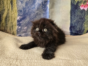 Scottish fold kissan pennut (6 valokuva sivusta 10)