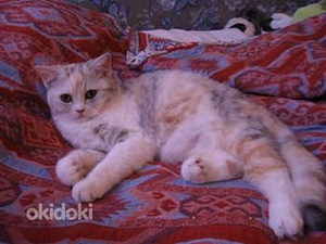 Котята Scottish Straight (Шотландская прямоухая) (9 фото из 9)