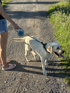 Labradori tüdruk (1 foto / 3)