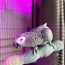 Hall papagoi puuriga (foto #2)