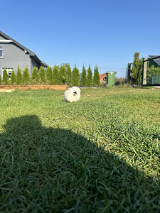 Valge värvi spitsitüdruk (6 foto / 7)