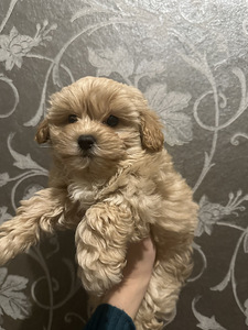Maltipoo poiss (2 foto / 8)