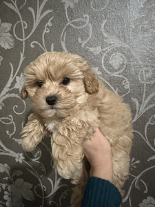 Maltipoo poiss (3 foto / 8)