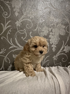 Maltipoo poiss (7 foto / 8)
