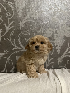 Maltipoo poiss (8 foto / 8)