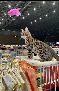 Bengal paaritamiseks (2 foto / 4)