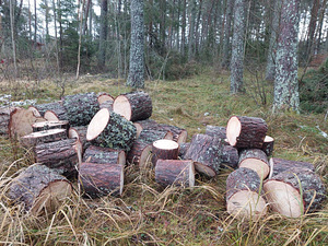 Annan tasuta saetud männipuud küttepuudeks (2 foto / 4)
