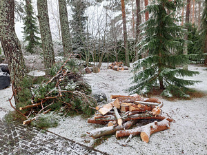 Annan tasuta saetud männipuud küttepuudeks (4 foto / 4)