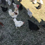 Молодые цыплята (фото #4)