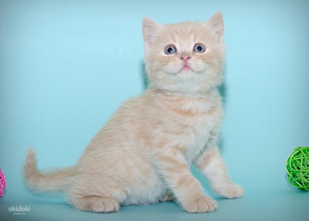 Породистый котенок кремового окраса шубка супер плюш (фото #3)