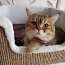Британский шикарный кот приглашает в гости невест (фото #3)