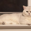 Briti lühikarvaline isane kass (foto #1)