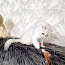 Британский короткошерстный котенок (фото #2)