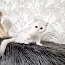 Британский короткошерстный котенок (фото #5)