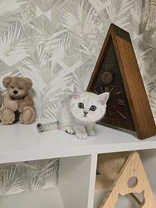 Британские короткошёрстные котята, мальчик и девочка