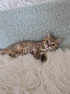 Британский короткошерстный котёнок мальчик (9 фото из 10)