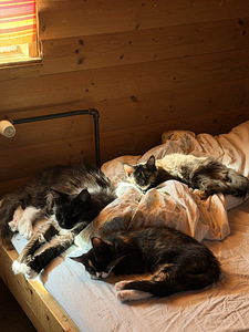 Maine-Coon kassipojad (1 foto / 6)
